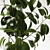 Elegant Ficus Elastica: 3ds Max, OBJ, V-Ray, 2009, 2015 3D model small image 5