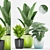 Tropical Paradise: Philodendron, Palm & Banana Plant 3D model small image 1