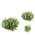 Emerald Gaiety Euonymus Bushes 3D model small image 2