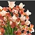 Iris Bouquet: Collection of Flowers 3D model small image 2