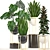 Exquisite Indoor Collection: Monstera, Ficus Robusta & More 3D model small image 1
