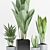 Tropical Greenery Collection: Aspidistra, Sansevieria & More 3D model small image 2