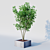 Elegant Osmanthus Tree: 3Dmax Corona 3D model small image 2