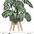 Exotic Plant Collection: Ficus, Monstera, Palm and more! 3D model small image 2