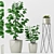 Ficus Elastica & Succulent Combo 3D model small image 1