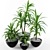 Tropical Palm Dracaena: Perfect for Gardens 3D model small image 1
