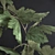 Scandinavian Greenery: Nordic-Style Plant 3D model small image 2