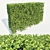 Buxus Sempervirens Hedge: Tall & Versatile 3D model small image 1