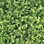 Buxus Sempervirens Hedge: Tall & Versatile 3D model small image 3