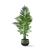 Elegant Kentia Palm: Lifelike Beauty 3D model small image 1