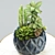 Modern Succulent & Cactus Arrangement 3D model small image 2
