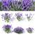 Lavandula: Versatile Garden Flower 3D model small image 1