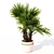 Exquisite Hainan Palm Tree 3D model small image 1