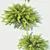 Berberis Thunbergii Green Carpet: Versatile & Pristine Ground Cover 3D model small image 2