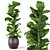 Lush Ficus Lyrata - Natural Greenery for Your Space 3D model small image 1