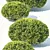 Deluxe Buxus Sempervirens #10: Beautifully Crafted Oval Plant 3D model small image 2