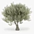 Olea Europaea 3D Model Bundle 3D model small image 1