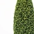 Versatile Buxus Tree for Stunning Landscapes 3D model small image 2