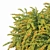 Green Carpet Berberis Thunbergii: Optimal Sizes & Stunning Precision 3D model small image 3