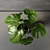 Monstera Leaf Wall Decor 3D model small image 6