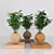 LePlant Levitating Wood Hamedoraea Planter 3D model small image 1