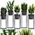 Exotic Plant Collection: Curculigo, Sansevieria, Zamioculcas 3D model small image 1