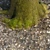 Acer Trunk: Realistic Moss Decor 3D model small image 2