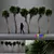 Tall and Distinctive 3D Cabbage Trees 3D model small image 1