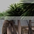 Tall and Distinctive 3D Cabbage Trees 3D model small image 2