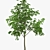 Urban Oasis: Realistic Street Tree 3D model small image 2