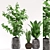 Elegant Trio: Aspidistra, Sansevieria & Ficus 3D model small image 1