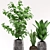 Elegant Trio: Aspidistra, Sansevieria & Ficus 3D model small image 2