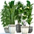 Exotic Plant Collection: Tropical Foliage, Frangipani, Ficus, and More 3D model small image 1