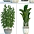 Exotic Plant Collection: Tropical Foliage, Frangipani, Ficus, and More 3D model small image 2
