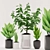 96 Plant Collection: Aspidistra, Sansevieria, Ficus elastica with Black & White Pots 3D model small image 1