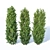 160 cm Taxus Baccata Hedge: Versatile, Accurate, Beautiful 3D model small image 2