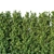 160 cm Taxus Baccata Hedge: Versatile, Accurate, Beautiful 3D model small image 3