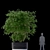 Maple Majesty | Acer palmatum 3D model small image 3