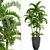 Exotic Areca Palm Seeds 3D model small image 1