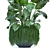 Exotic Plant Collection: Banana Palm, Alocasia Macrorrhiza, Monstera 3D model small image 2