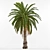 Phoenix Canariensis: Majestic Subtropical Palm 3D model small image 3
