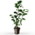 Detailed Ficus Elastica Model 3D model small image 2