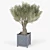 Elegant Olea Europaea 3D Model 3D model small image 2