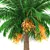 Elegant Finik Palm for a Natural Oasis 3D model small image 2