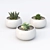 Tiny Table Succulents 3D model small image 1