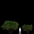 Canadian Tapeworm Tree: Amelanchier canadensis #2 3D model small image 3