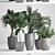 Exotic Plant Collection: Palms, Ficus, Hovea 3D model small image 3
