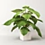 Lush Tropical Philodendron Plant 3D model small image 1