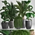 Exotic Plant Collection: Howea Forsteriana, Hovea, Kentia, Ficus Lyrata, Phoenix Roebelenii 3D model small image 1