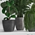 Exotic Plant Collection: Howea Forsteriana, Hovea, Kentia, Ficus Lyrata, Phoenix Roebelenii 3D model small image 2